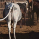 Images: Ben Yexly/University of New South Wales